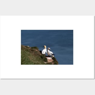 Pair of gannets at Bempton Cliffs Posters and Art